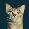 KISSA STUDIO portrait