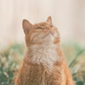 natural neutral portrait