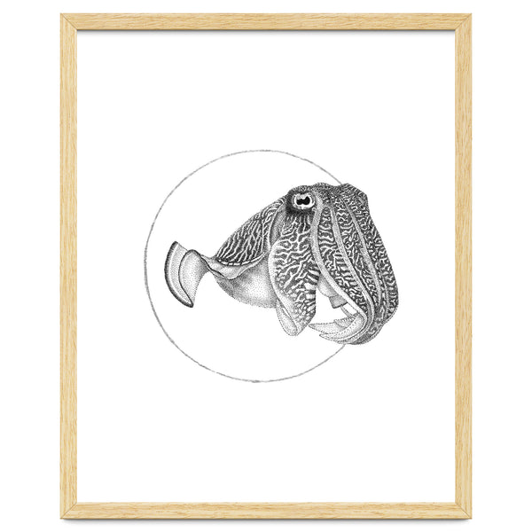 The Fascinating Cuttlefish