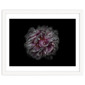 Backyard Flowers No 118 Color Version by The Learning Curve Photography
