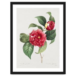 Pierre-Joseph Redouté – Finest Flowers and Fruits (1833) by William Morrin