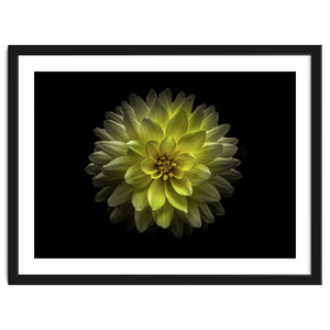 Backyard Flowers No 128 Color Version by The Learning Curve Photography