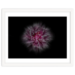 Backyard Flowers No 116 Color Flow Version by The Learning Curve Photography