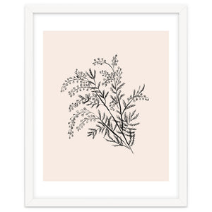 Acacia Botanical illustration by Anis illustration