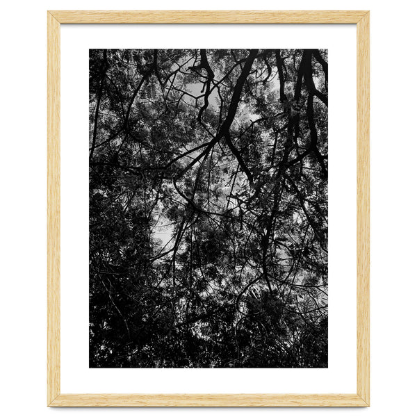 Tree From Below Black Silhouette