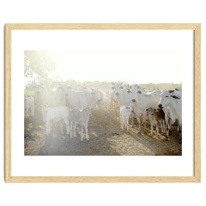 LIVING TOGETHER - WHITE COWS FAMILY by KISSA STUDIO