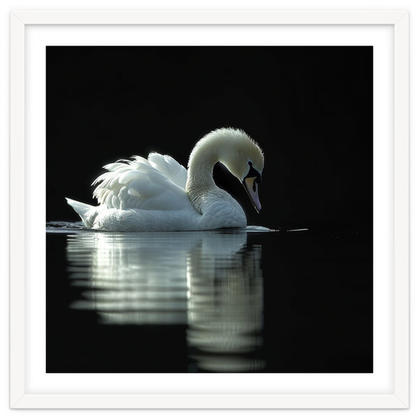 Elegant Swan Floating Gracefully On Dark Water