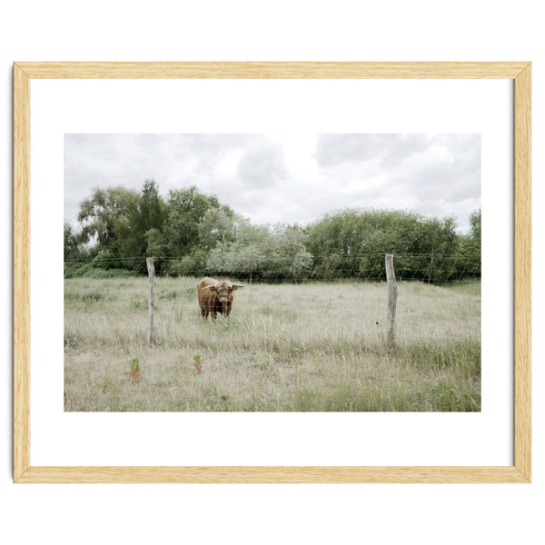 Cow in the farm