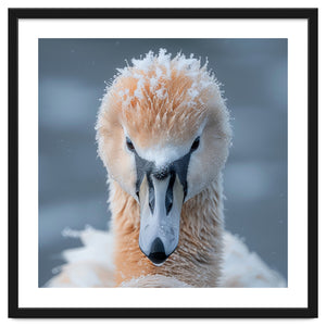 Majestic Swan Covered In Frost And Snow by Rizwana Khan