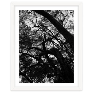 Tree Black Silhouette by skyeaglephotography
