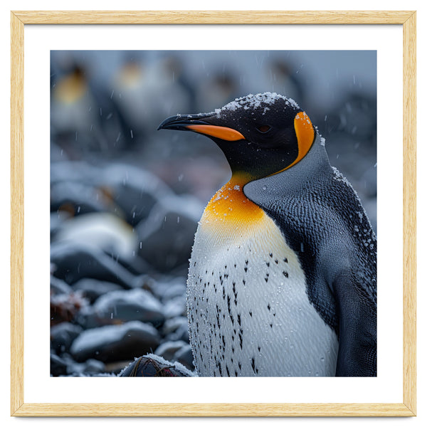 King Penguin Standing In Snowfall Outdoors