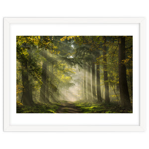 Sunrays in a Dutch forest by Martin and Yen