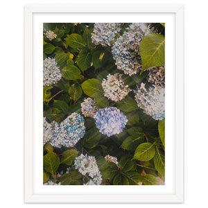 Hydrangeas | Portrait by Laurenrfphoto
