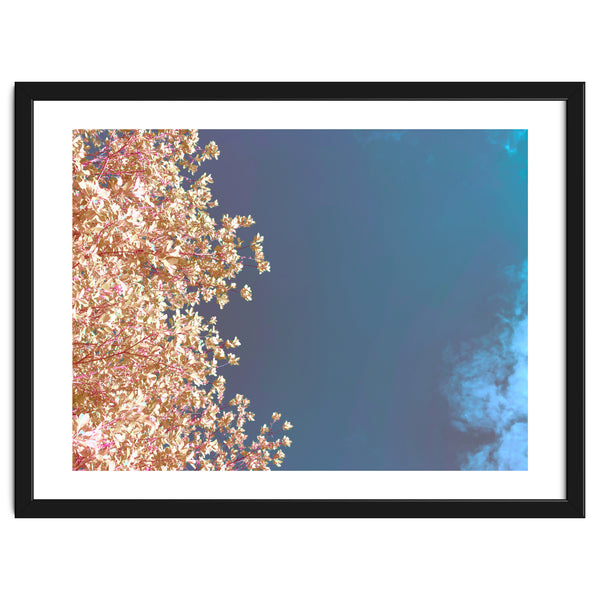 Leaves And Sky