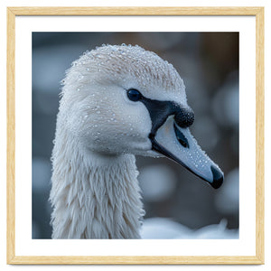 Close Up Of A Swan Head Covered In Water Droplets by Rizwana Khan