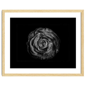 Backyard Flowers In Black And White No 72 with Border by The Learning Curve Photography