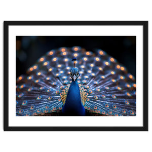 Close Up Peacock Showing Its Beautiful Feathers by Rizwana Khan