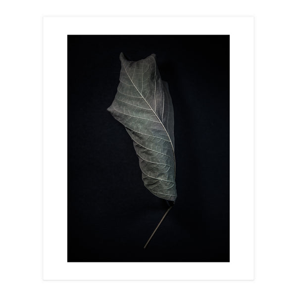 Leaves No 3 Color Version (Print Only)