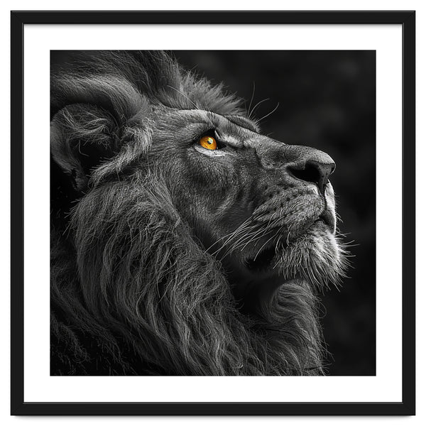 Majestic Lion Face Closeup Golden Eyes Black
