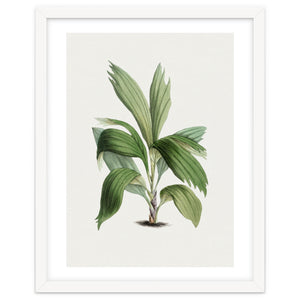 Areca Palm (Hand Drawn Botanical Illustration) by William Morrin