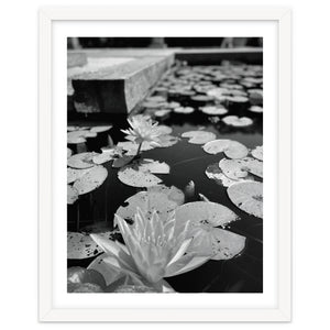 Lotus Pond | Black & White Portrait by Laurenrfphoto