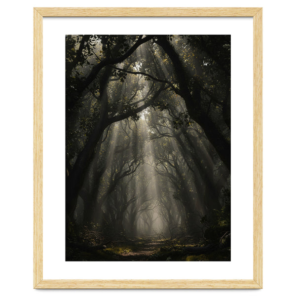 Enchanted Canopy: Mystical Forest Path