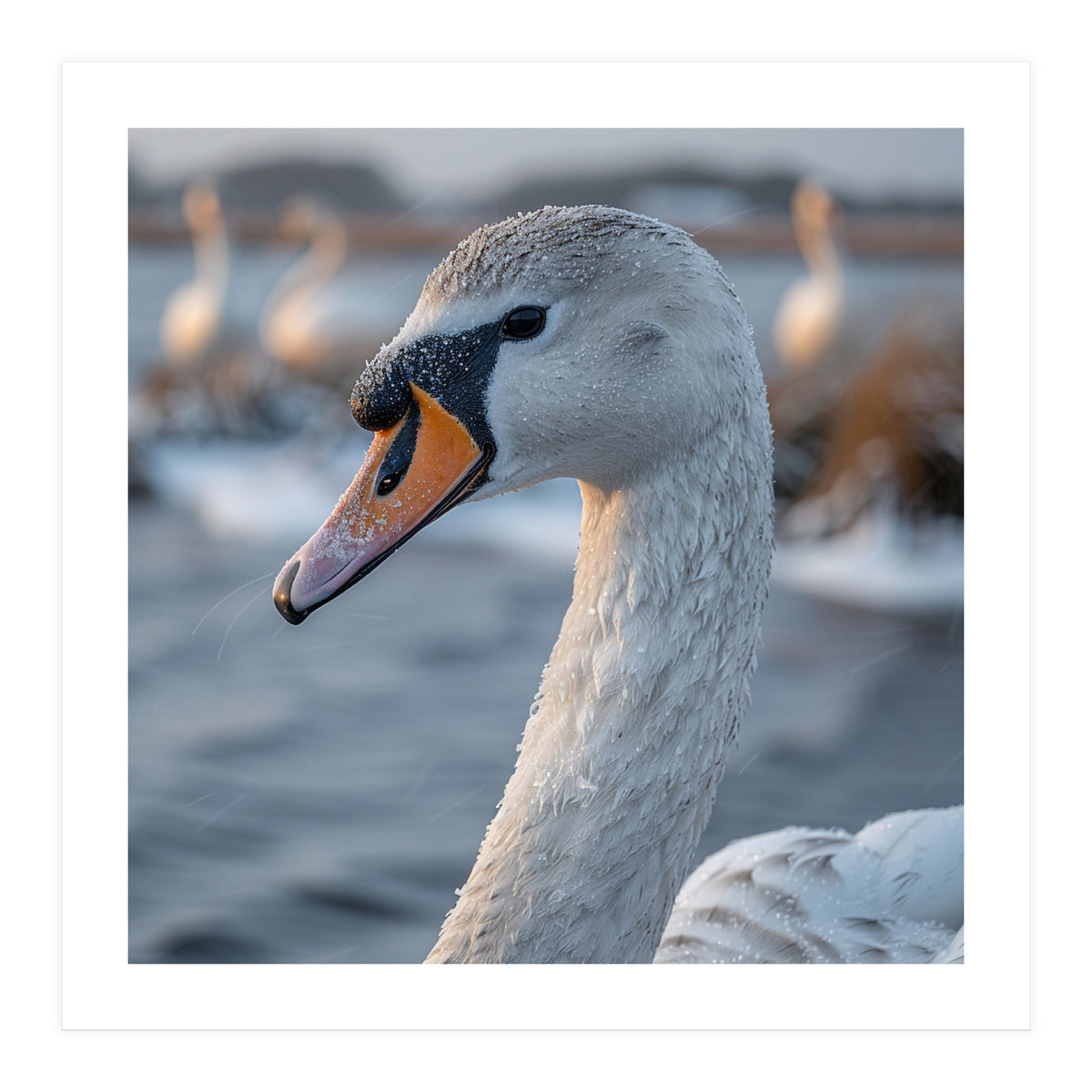Majestic Swan Portrait In Snowy Waters (Print Only)