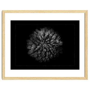 Backyard Flowers In Black And White No 68 with Border by The Learning Curve Photography
