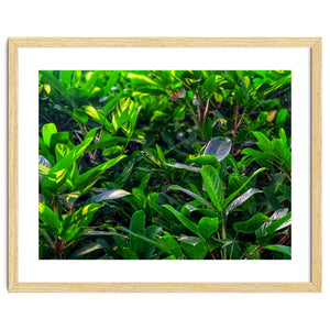 Green House Plant Leaves by skyeaglephotography