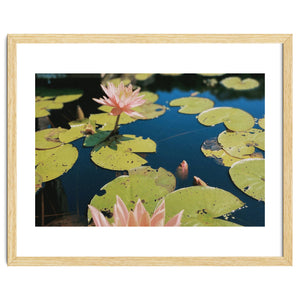Lotus Pond | Landscape by Laurenrfphoto