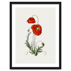 Red Poppy (Hand Drawn Illustration) by William Morrin