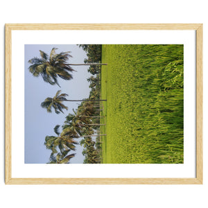 The Paddy Fields of Kerala, South India by canvSZoid