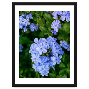 Blue Plambago Flowers by skyeaglephotography
