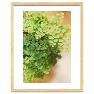 Maidenhair Queen by Debra Cox