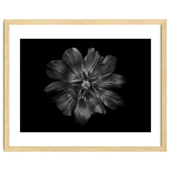 Backyard Flowers In Black And White 22