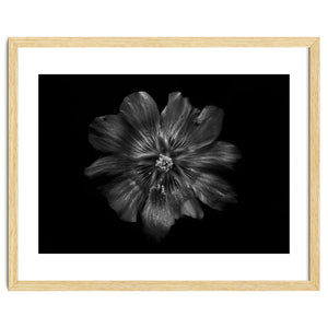 Backyard Flowers In Black And White 22 by The Learning Curve Photography