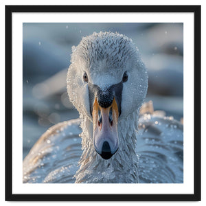 Close Up Of A Swan In Frost Winter Bird Close Up by Rizwana Khan