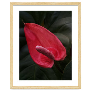 Red Anthurium Flower by skyeaglephotography
