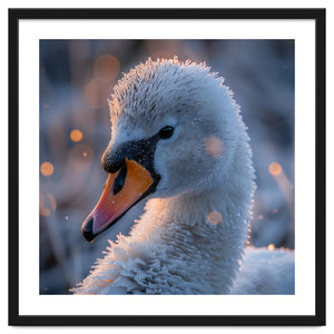 Close Up Frosty Swan Head During Golden Hour by Rizwana Khan