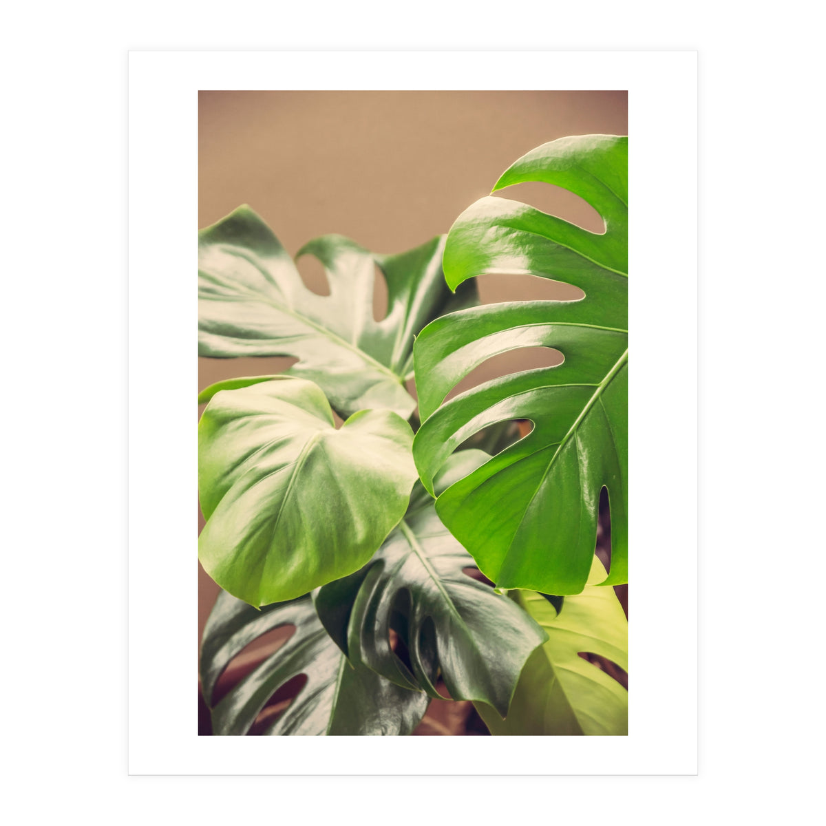 Monstera Mix (Print Only)