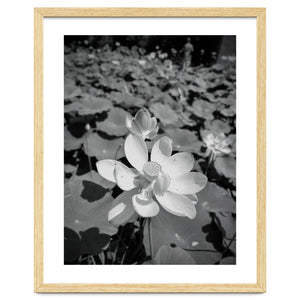 Hylas | Black & White by Laurenrfphoto