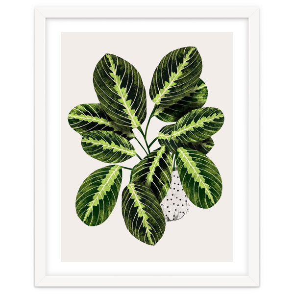 Maranta Plant