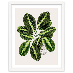 Maranta Plant by El buen limón