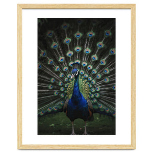 Peacock Portrait Photography by neeteshdsgn