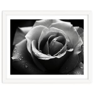 Ethereal Monochromatic Rose Petal Macro by artistic