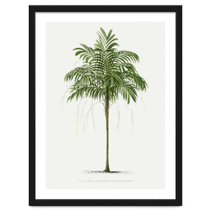 Oswald de Kerchove de Denterghem – Vintage Palm Tree Illustration (1878) by William Morrin