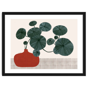 Stephonia Erecta plant by El buen limón