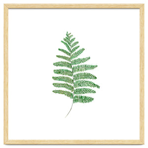 Fern by Amaya