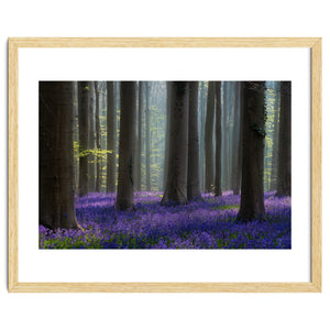 Bluebell forest by Martin and Yen