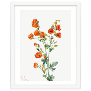Mary Vaux Walcott – Scarlet Globe Mallow (Sphaeralcea grossulariaefolia) (1927) by William Morrin